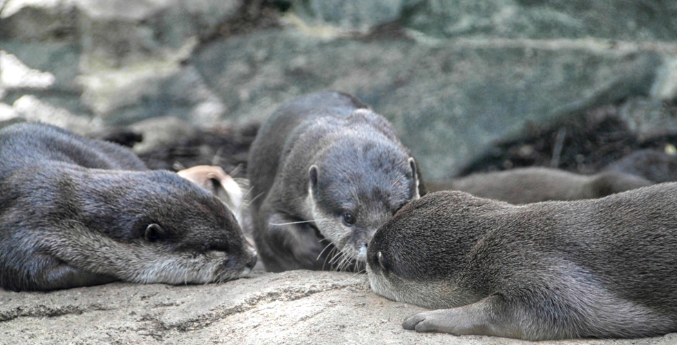 river otters
