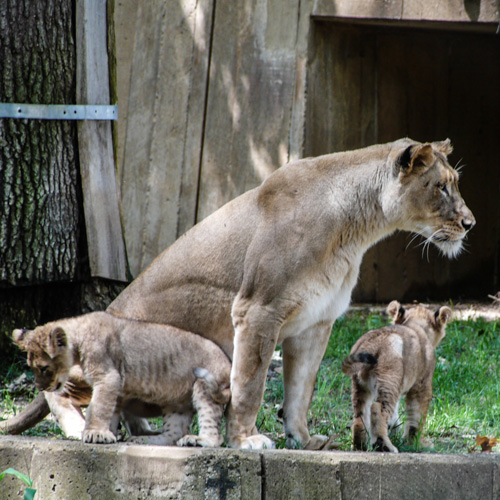 It was the lion cubs first day in the outdoor enclosure.