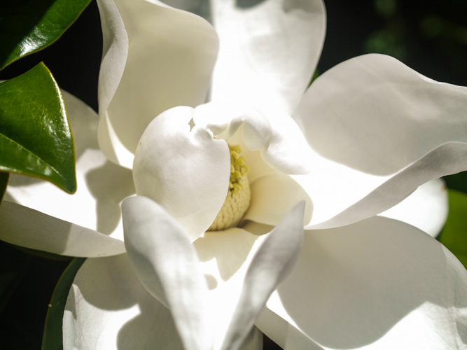 Still have magnolia to photograph