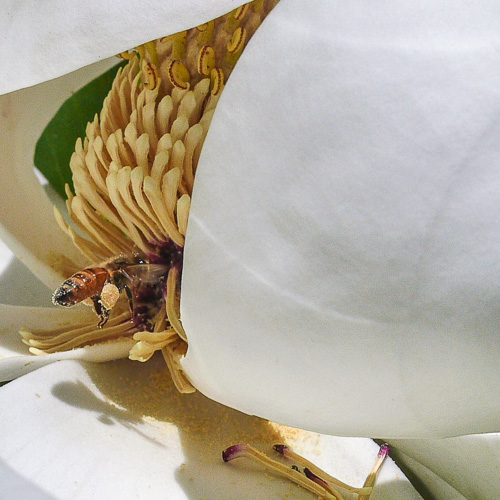 magnolia and bee