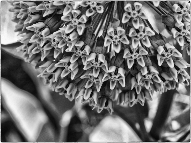 The Milkweed, again.