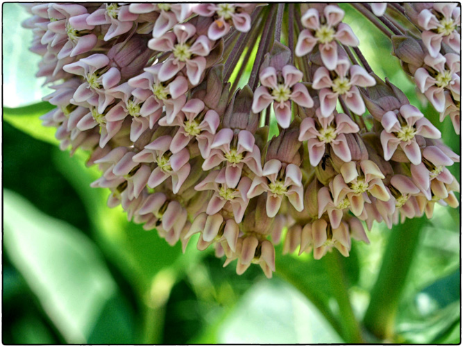 milkweed