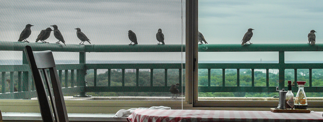Invasion of baby birds