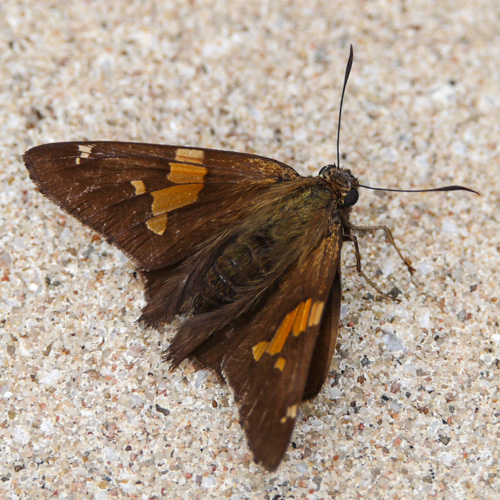 Silver Spotted Skipper