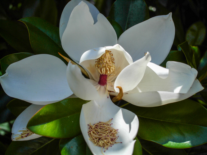 Today's magnolia just out of the L1. Using pancake lens.