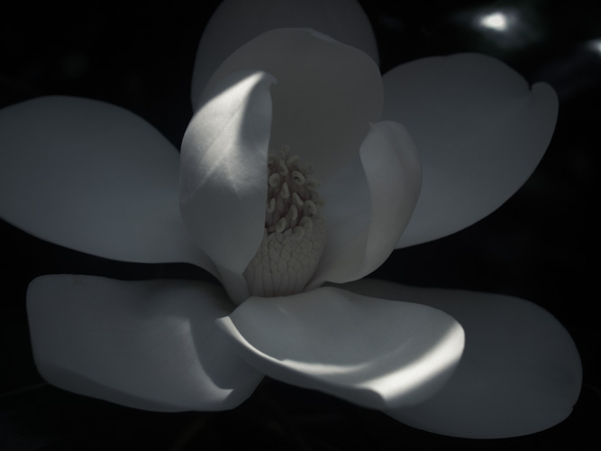 magnolia try 11
