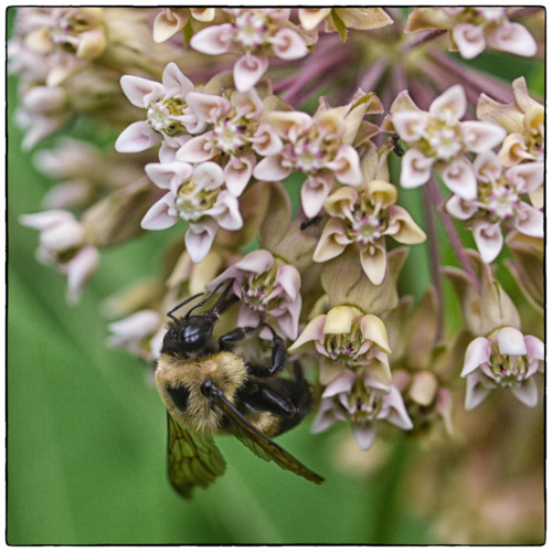 Milkweed and Bee