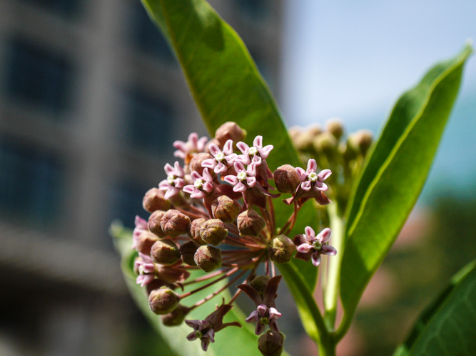 the nature conservancy weed lot