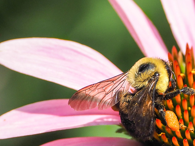 Bee