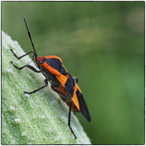 Milkweed Bug