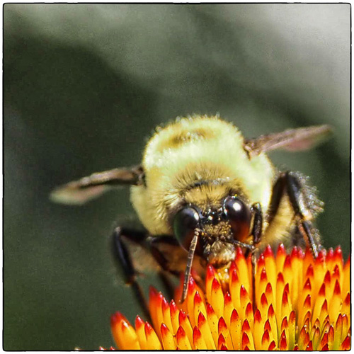 Bee on Coneflower
