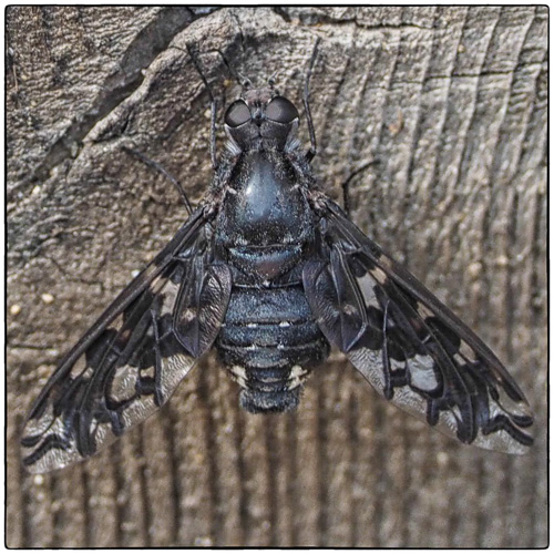Xenox tigrinus - Tiger Bee Fly