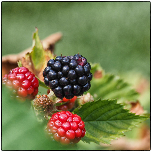 Black Raspberries.
