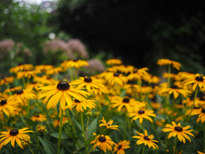 Nature Conservancy Weed Lot.