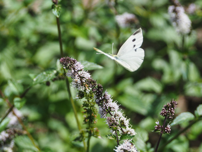 White Cabbage Butterfly