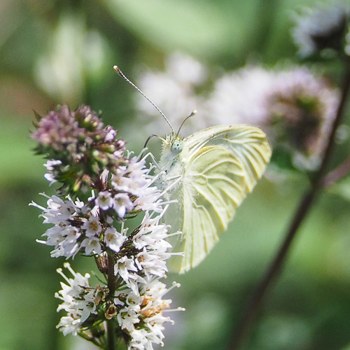 White Cabbage Butterfly - Up close.