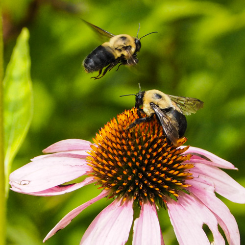 Twin bees - one flying one not.