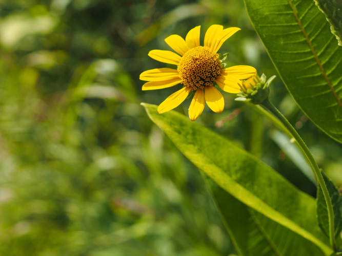 Lazy Summer Daisy