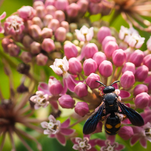 Unknown wasp-like critter