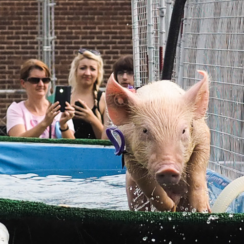 The pig races.