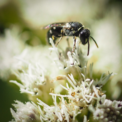 Unknown tiny bee like insect.
