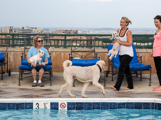 Annual Dog Swim