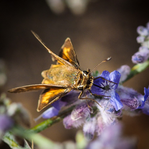Yet another skipper
