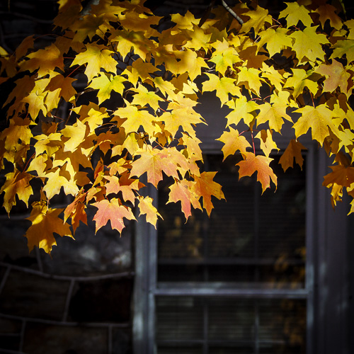 Leaf Peeping - Near Home