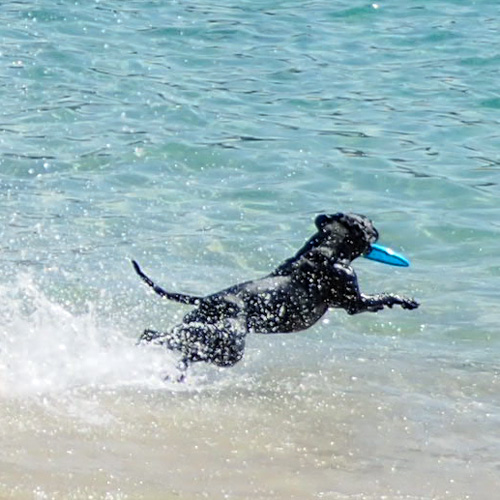 Got frisby dogs