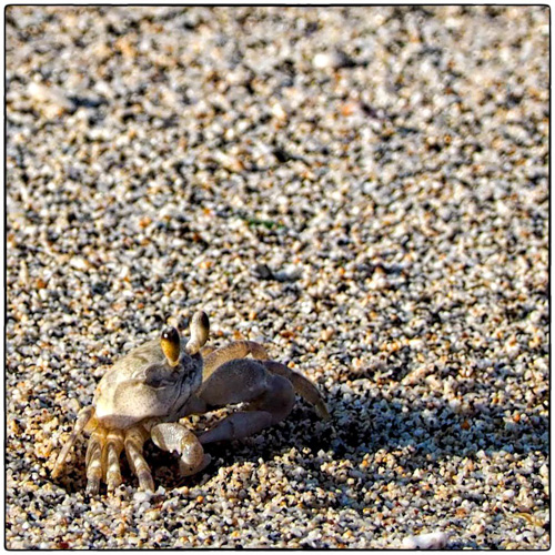 Ghost Crab