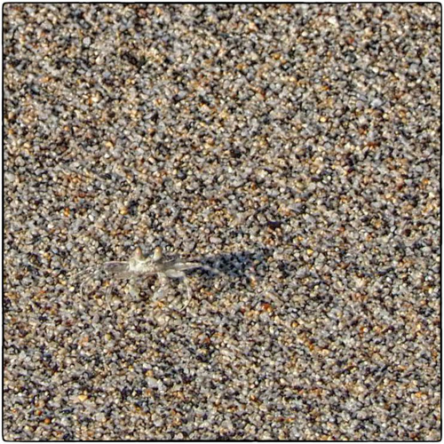 Pallid Ghost Crab