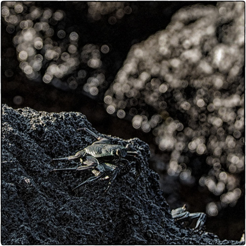 a'ama crab