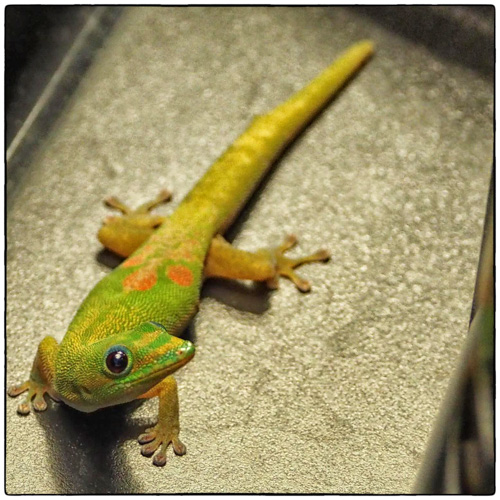 Gecko Checks Out the Coffee Machine.