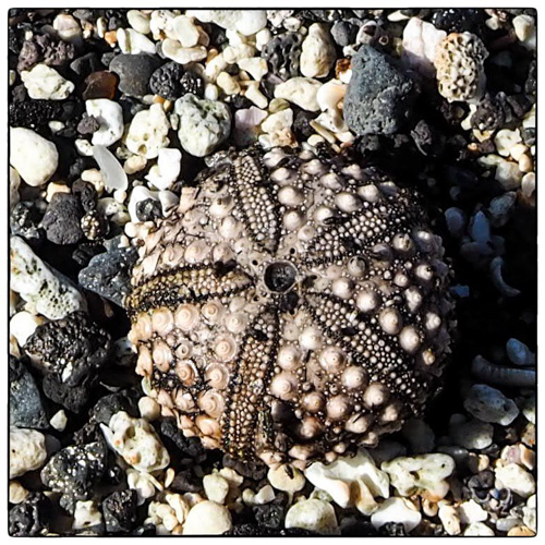 Unknown Wana Shell