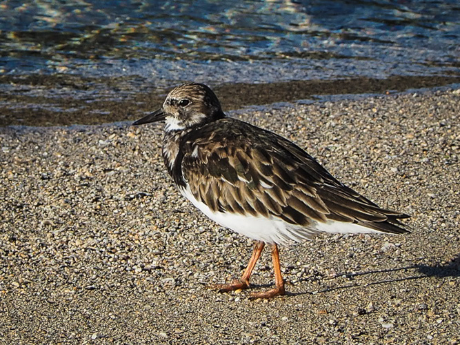 RUDDY TURNSTONE Arenaria interpres ‘Akekeke