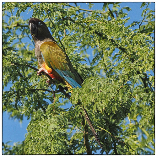 Burrowing Parrot (Cyanoliseus patagonius)