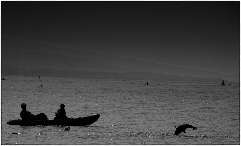 bottle nose dolphins