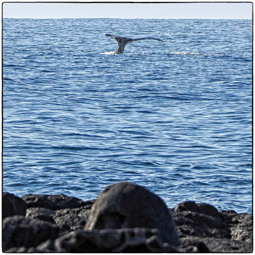 Whale off Old Airport
