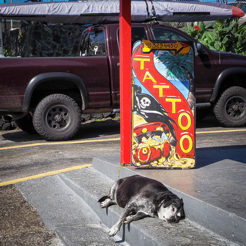 Watch Dog - Kona Style