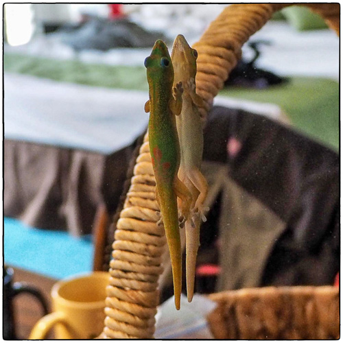 Gecko on the mirror.