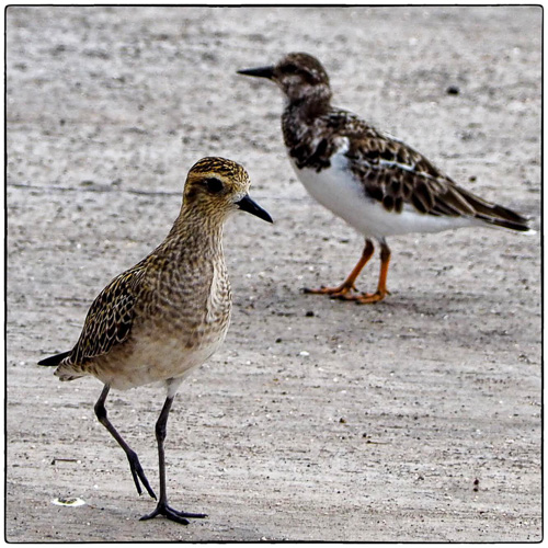 Pacific Golden Plover with Ruddy Turnstone in back.