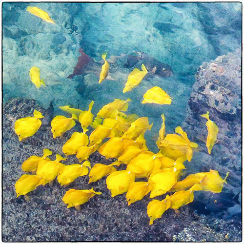 Yellow Tangs and a Parrot Fish.