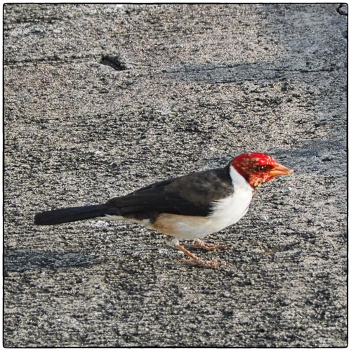 YELLOW-BILLED CARDINAL Paroaria capitata