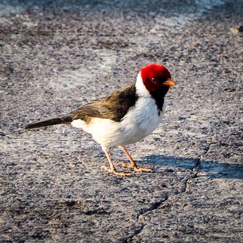 YELLOW-BILLED CARDINAL Paroaria capitata