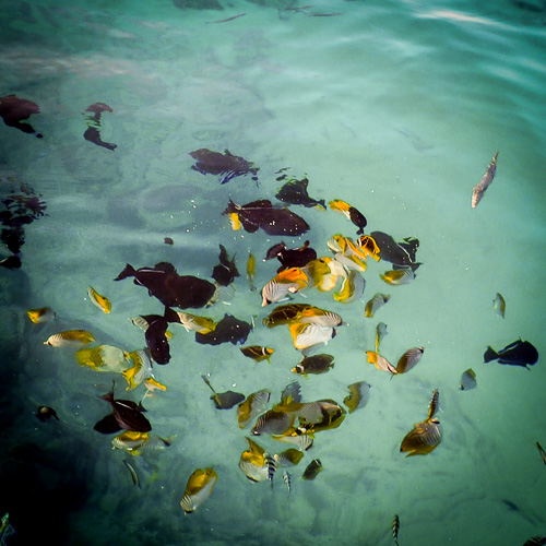 Fish off the end of the pier.