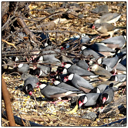 JAVA SPARROW Padda oryzivora