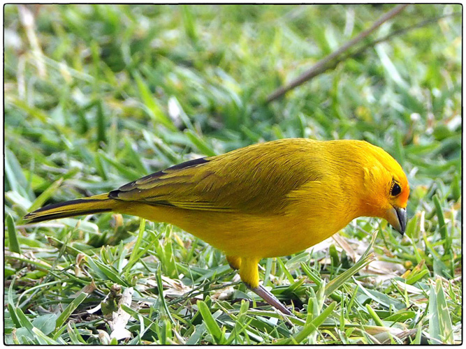 saffron finch (Sicalis flaveola)