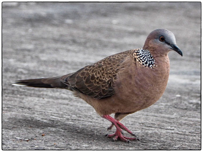 Spotted Dove (Spilopelia chinensis)