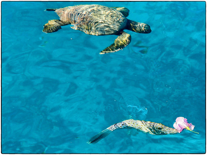 turtle, broomfish, hibiscus off the end of the pier