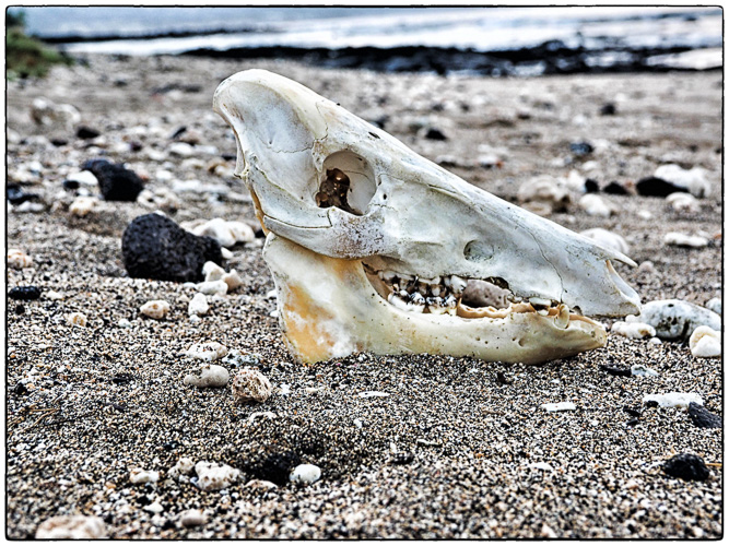 Goat Skull?